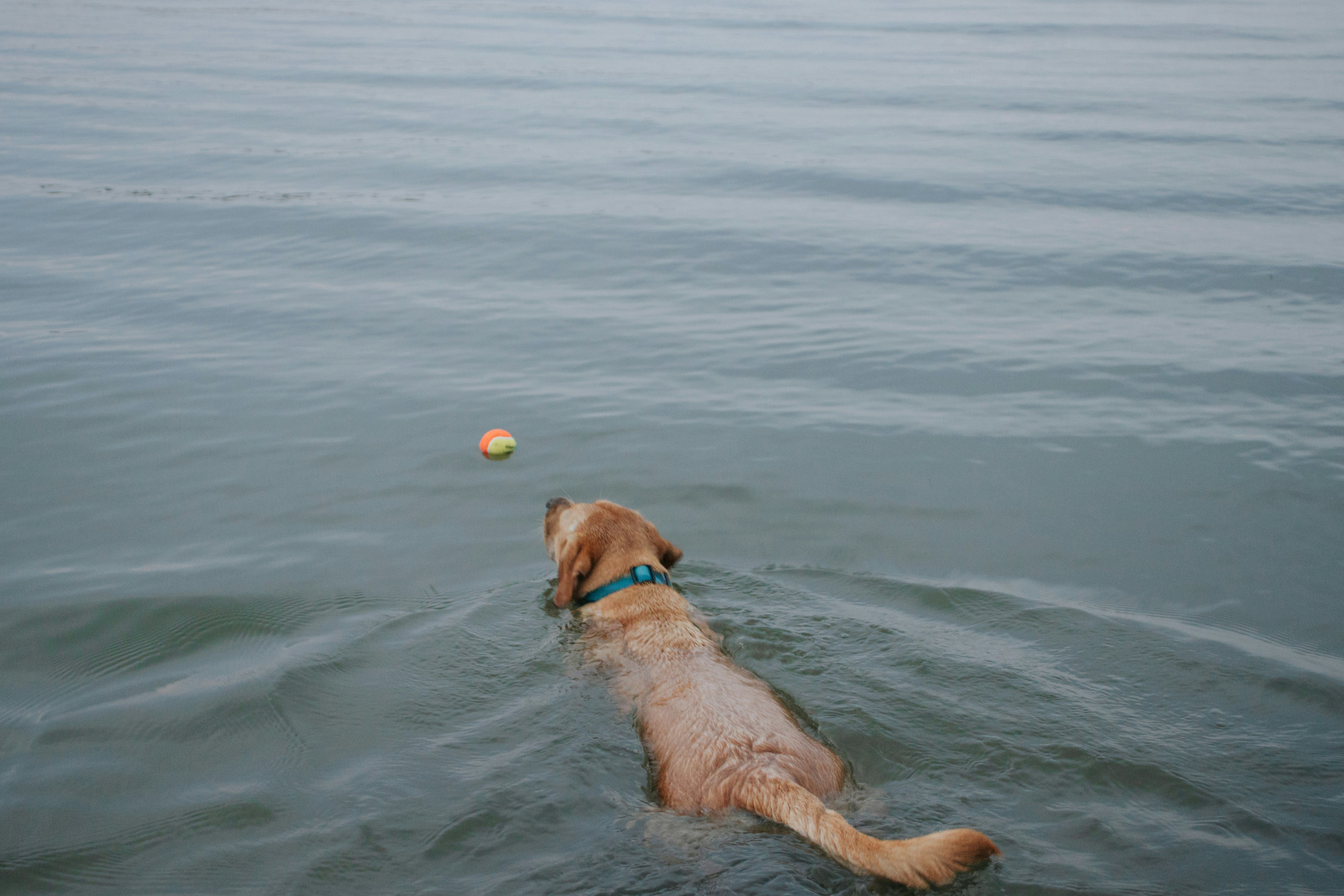 Chesapeake Bay